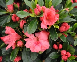 Azalea Salmon Spray — photo 4